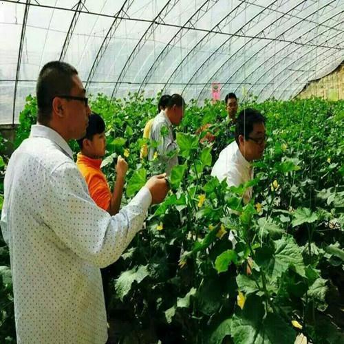生态蔬菜采摘|河北和平农业技术开发