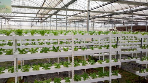 安徽六安国家农业科技园区蔬菜产业形成产业融合发展之势