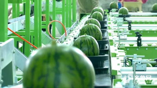 两国三地共同打造产业盛会 2024 一带一路 瓜菜产业发展大会即将开幕