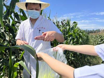 武汉市农业部门开展甜玉米抽样检测工作 检测结果全部合格